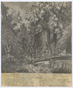 Cervo nella foresta Ridinger Johann Elias