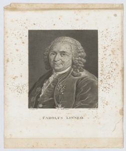 Ritratto di Carlo Linneo Zuliani Felice
