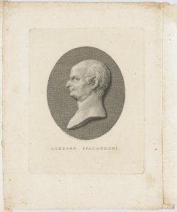 Ritratto di Lazzaro Spalanzani Busani Giovanni Battista