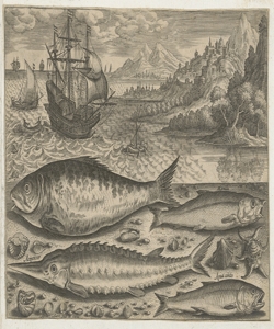 Pesci Collaert Adriaen