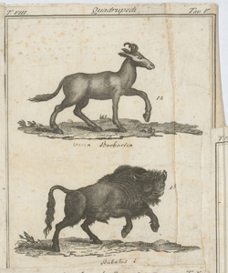 Vacca Barbarica/ Bufalo 