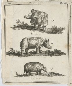 Rinoceronte/ Jatu-Apava 