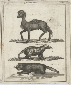 Dromedario/ Zibetto/ Castoro 