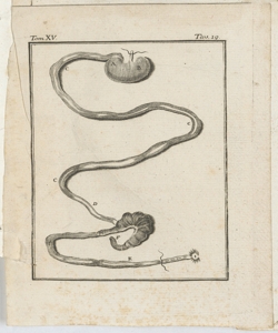 Anatomia animale 