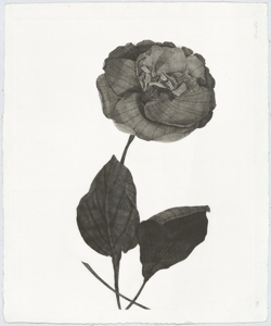 Fiore Rampinelli Roberto