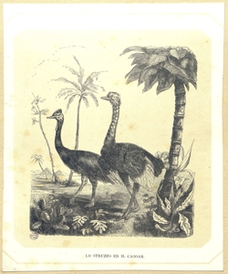 struzzi Zambelli, Giovan Battista