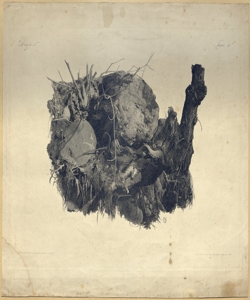 radici di piante Lauro, Agostino