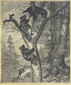 foresta con orsi Comte