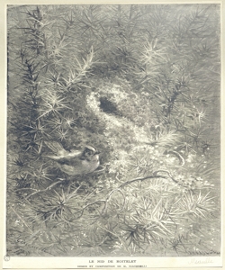 nido di regolo comune M¿aulle, Fortun¿ Louis