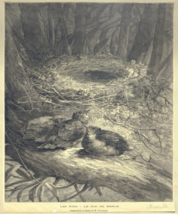 nido di merlo M¿aulle, Fortun¿ Louis