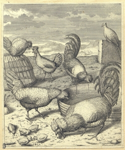 polli in un pollaio Robert, Nicolas