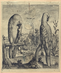 due pappagalli Collaert, Adriaen