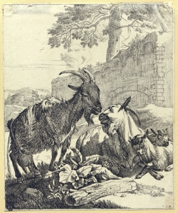 capre Roos, Johann Heinrich