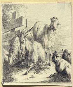 pecore e capra Roos, Joseph