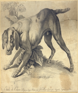 cane Legrand, Augustin