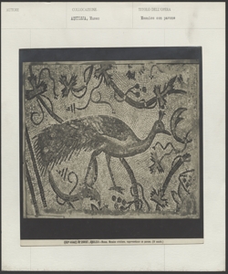 Aquileia - Mosaico - Pavone