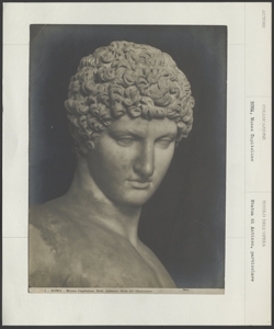 Roma - Musei Capitolini - Statua Antinoo - Testa