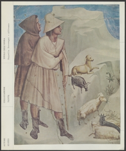 Padova - Cappella degli Scrovegni - Giotto - Sogno di Gioacchino, particolare