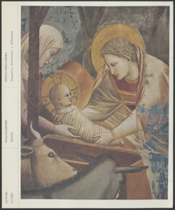 Padova - Cappella degli Scrovegni - Giotto - Natività