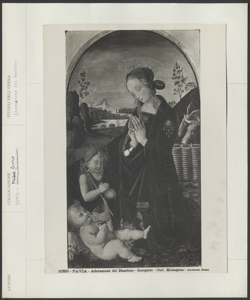 Pinacoteca Malaspina, Musei Civici, Pavia - Anonimo toscano sec. XV - Madonna in adorazione del Bambino e san Giovannino