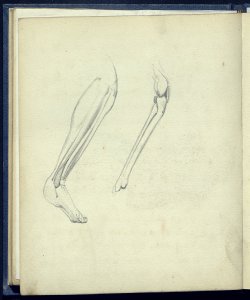 Studio anatomico e osteologico di una gamba piegata Bianchi, Mosè