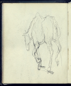 Cavallo da tiro Bianchi, Mosè
