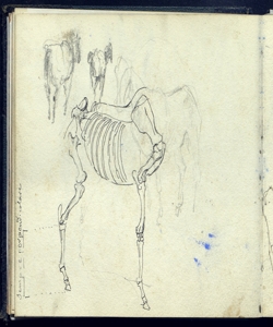 Osteologia e schizzi di cavalli Bianchi, Mosè