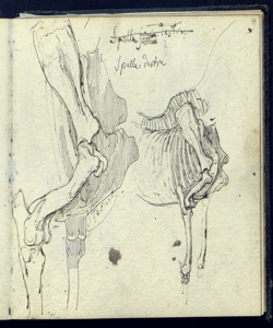 Particolari osteologici di cavalli Bianchi, Mosè