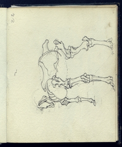 Osteologia di un cavallo visto di tergo Bianchi, Mosè