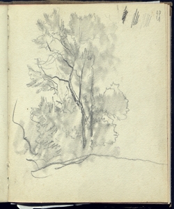 Studio d'alberi Bianchi, Mosè
