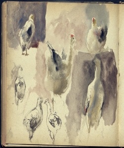 Abbozzo di galline Bianchi, Mosè