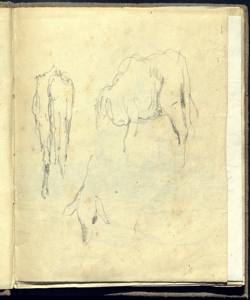Schizzi di una pecora Bianchi, Mosè