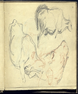 Schizzi di bovini Bianchi, Mosè
