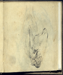 Testa di pecora Bianchi, Mosè