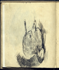 Pecora Bianchi, Mosè