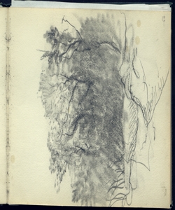 Gruppo di alberi Bianchi, Mosè