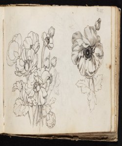 Studio di fiori Macinata, Giuseppe