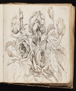 Studio di rose Macinata, Giuseppe