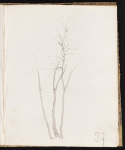 Studio d' alberi Ronzoni, Pietro