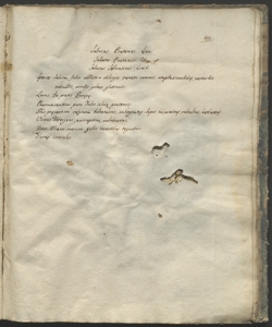 Salvia pratensis L.