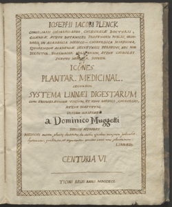 Atropa mandragora L.