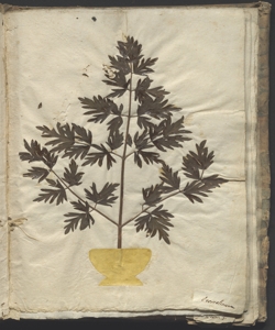 Oreoselinum majus Garsault