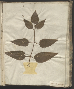 Clematis recta L.