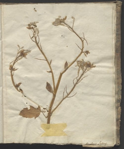 Raphanus sativus L.