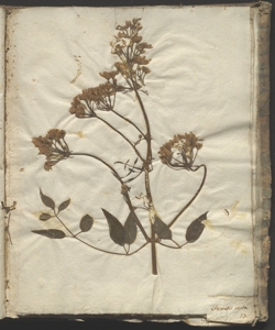 Clematis recta L.