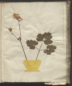 Aquilegia formosa Fisch.