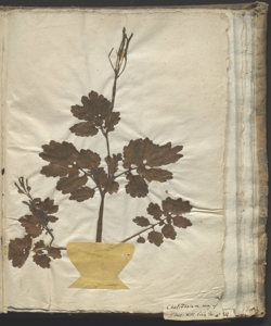 Chelidonium majus L.