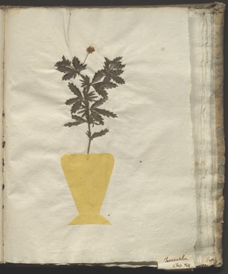 Potentilla erecta (L.) R¿uschel