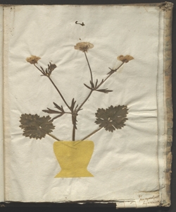 Ranunculus polyanthemos L.