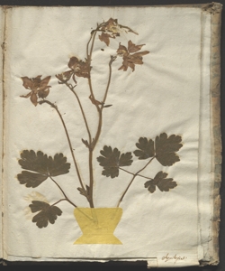 Aquilegia vulgaris L.